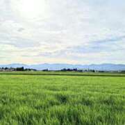 ヒメ日記 2025/07/25 18:32 投稿 春田和佳奈 五十路マダム静岡店（カサブランカG）