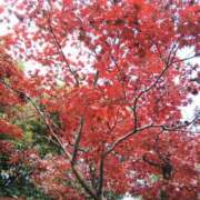 ヒメ日記 2025/12/18 12:18 投稿 春田和佳奈 五十路マダム静岡店（カサブランカG）