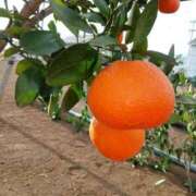 ヒメ日記 2026/01/25 11:32 投稿 春田和佳奈 五十路マダム静岡店（カサブランカG）