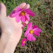 ヒメ日記 2026/01/27 17:26 投稿 春田和佳奈 五十路マダム静岡店（カサブランカG）