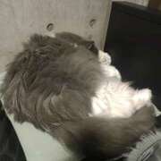 ヒメ日記 2025/02/04 07:19 投稿 こう 大奥 梅田店