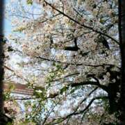 ヒメ日記 2025/04/05 23:16 投稿 なぎさ Queen Angel(クイーンエンジェル)