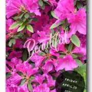 ヒメ日記 2025/04/30 11:31 投稿 なぎさ Queen Angel(クイーンエンジェル)