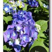 ヒメ日記 2025/06/02 00:29 投稿 なぎさ Queen Angel(クイーンエンジェル)