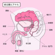 Sado(サド) 解剖学を学ぶかどうかで☝️テクだけでは🙅‍♀️ THE SECRET 五反田メスイキ研究所