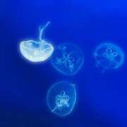 ヒメ日記 2025/03/21 19:03 投稿 Sado(サド) THE SECRET 五反田メスイキ研究所