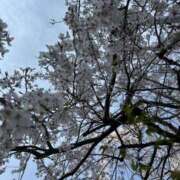 ヒメ日記 2025/04/04 17:10 投稿 Sado(サド) THE SECRET 五反田メスイキ研究所