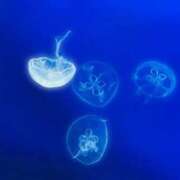 ヒメ日記 2025/04/05 13:45 投稿 Sado(サド) THE SECRET 五反田メスイキ研究所