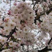 ヒメ日記 2025/04/08 16:55 投稿 Sado(サド) THE SECRET 五反田メスイキ研究所