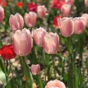 ヒメ日記 2025/04/08 17:04 投稿 Sado(サド) THE SECRET 五反田メスイキ研究所