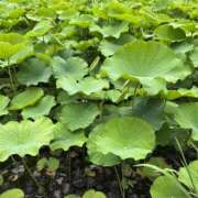 ヒメ日記 2025/06/15 23:30 投稿 Sado(サド) THE SECRET 五反田メスイキ研究所