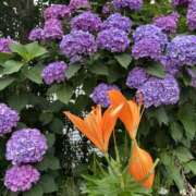 ヒメ日記 2025/06/15 21:09 投稿 Sado(サド) THE SECRET 五反田メスイキ研究所