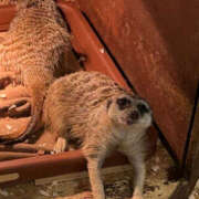 ヒメ日記 2025/06/17 22:11 投稿 Sado(サド) THE SECRET 五反田メスイキ研究所