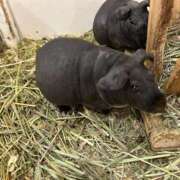 ヒメ日記 2025/06/19 13:10 投稿 Sado(サド) THE SECRET 五反田メスイキ研究所