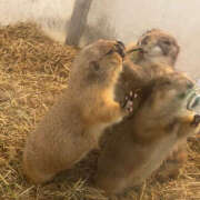 ヒメ日記 2025/06/19 14:00 投稿 Sado(サド) THE SECRET 五反田メスイキ研究所