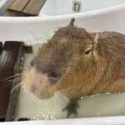 ヒメ日記 2025/06/19 14:47 投稿 Sado(サド) THE SECRET 五反田メスイキ研究所