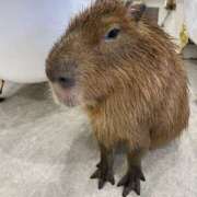 ヒメ日記 2025/06/28 01:17 投稿 Sado(サド) THE SECRET 五反田メスイキ研究所