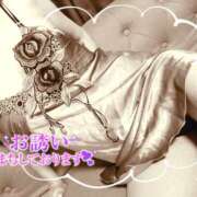 ヒメ日記 2025/04/22 17:18 投稿 熟女 いずみ ハナミズキ