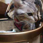 ヒメ日記 2026/04/17 07:39 投稿 鮎川 おふくろ