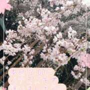 ヒメ日記 2025/04/05 09:48 投稿 熟女 かすみ ハナミズキ