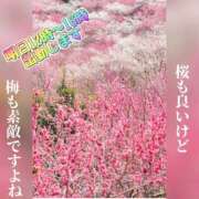 ヒメ日記 2025/03/18 22:32 投稿 熟女 のぞみ ハナミズキ