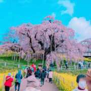 ヒメ日記 2025/04/19 07:22 投稿 熟女 のぞみ ハナミズキ