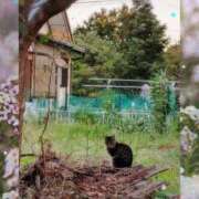 ヒメ日記 2025/10/12 22:00 投稿 熟女 のぞみ ハナミズキ