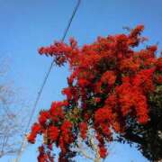 ヒメ日記 2025/11/30 09:38 投稿 熟女 のぞみ ハナミズキ