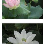 ヒメ日記 2025/05/31 12:24 投稿 熟女 ゆきの ハナミズキ