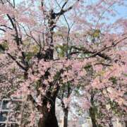 ヒメ日記 2025/03/28 19:20 投稿 みその 西船人妻花壇