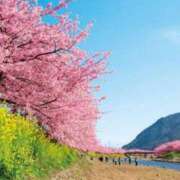 ヒメ日記 2025/03/12 08:02 投稿 おうか 西船人妻花壇