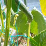 ヒメ日記 2025/08/14 13:03 投稿 おうか 西船人妻花壇