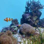 ヒメ日記 2025/08/25 21:38 投稿 おうか 西船人妻花壇