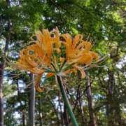 ヒメ日記 2025/10/02 18:36 投稿 おうか 西船人妻花壇