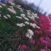 ヒメ日記 2025/10/05 09:33 投稿 おうか 西船人妻花壇