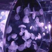 ヒメ日記 2025/12/23 09:05 投稿 おうか 西船人妻花壇