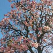 ヒメ日記 2026/01/30 20:11 投稿 おうか 西船人妻花壇