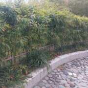 ヒメ日記 2026/02/01 20:08 投稿 おうか 西船人妻花壇