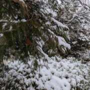 ヒメ日記 2026/02/09 06:05 投稿 おうか 西船人妻花壇