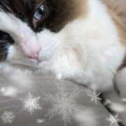 ヒメ日記 2026/02/11 21:35 投稿 おうか 西船人妻花壇