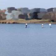 ヒメ日記 2026/03/07 19:09 投稿 おうか 西船人妻花壇