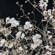 ヒメ日記 2026/03/24 07:04 投稿 おうか 西船人妻花壇