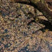 ヒメ日記 2026/03/26 21:33 投稿 おうか 西船人妻花壇