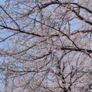 ヒメ日記 2026/03/30 19:06 投稿 おうか 西船人妻花壇