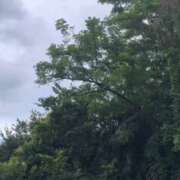 ヒメ日記 2025/07/10 17:47 投稿 れん 西船人妻花壇