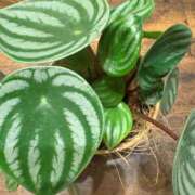 ヒメ日記 2025/08/08 00:10 投稿 りり 西船人妻花壇