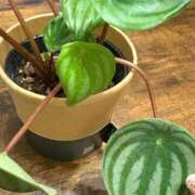 ヒメ日記 2025/11/14 18:49 投稿 りり 西船人妻花壇