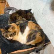 ヒメ日記 2025/04/15 11:26 投稿 のあ 西船人妻花壇