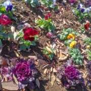 ヒメ日記 2024/12/12 17:45 投稿 あそび 西船人妻花壇