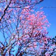 ヒメ日記 2025/02/05 10:09 投稿 あそび 西船人妻花壇